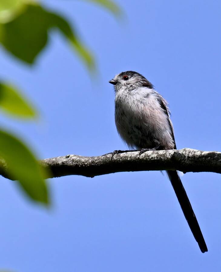 2026-08-11 4 Long tailed tit - enlarge for info